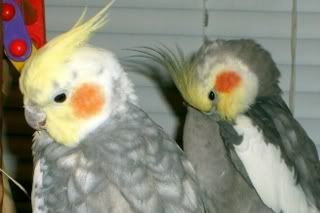 that s what they call a jail bird gorgeous birds