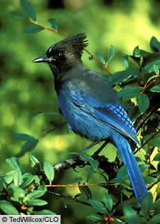 Steller's Jay