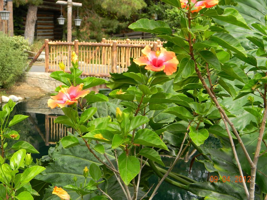 DSCN6746.jpg