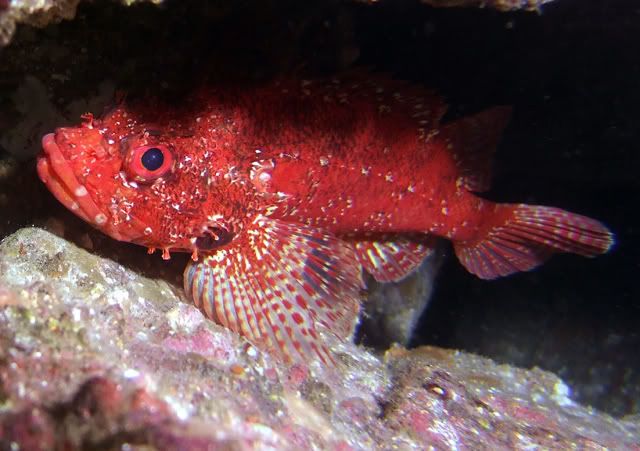 Rainbowscorpionfish.jpg