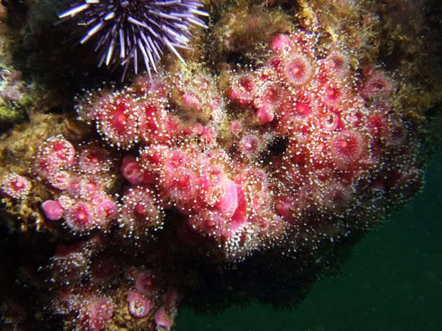 anemone-1.jpg