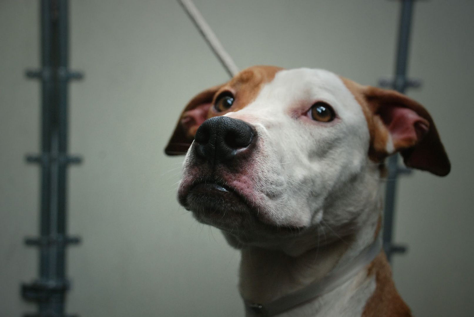 pit bull mix