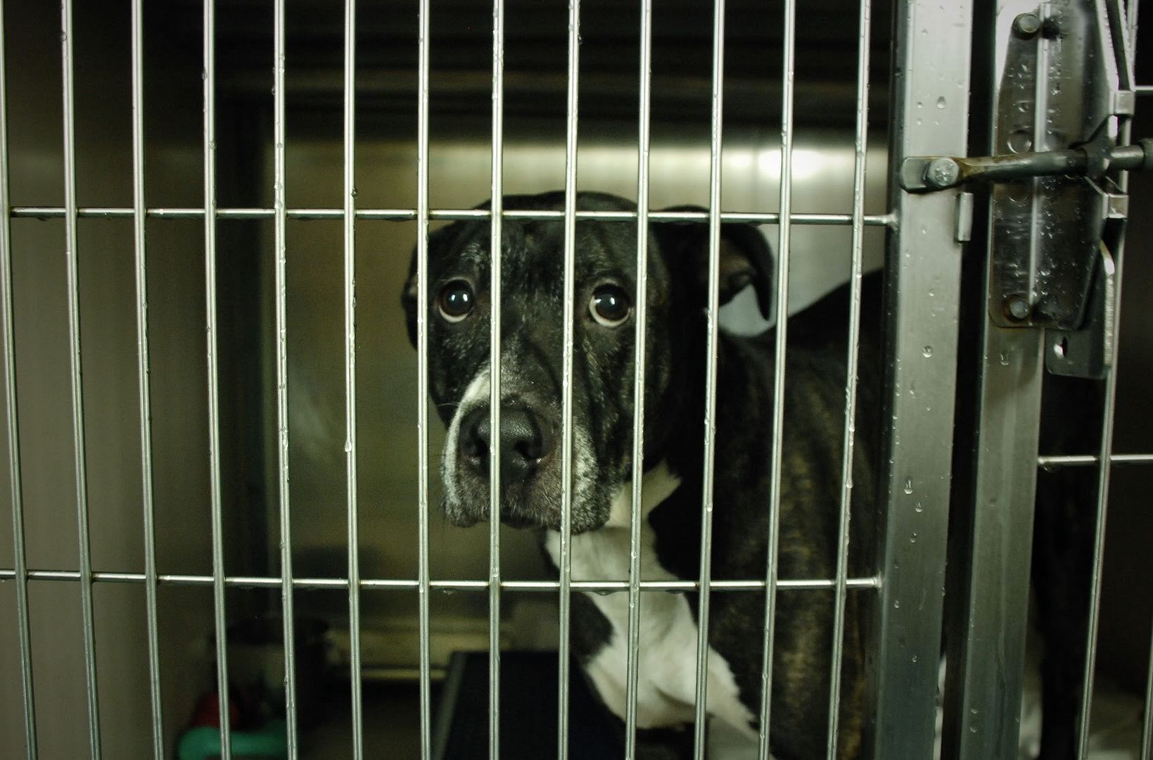 shelter dog in cage