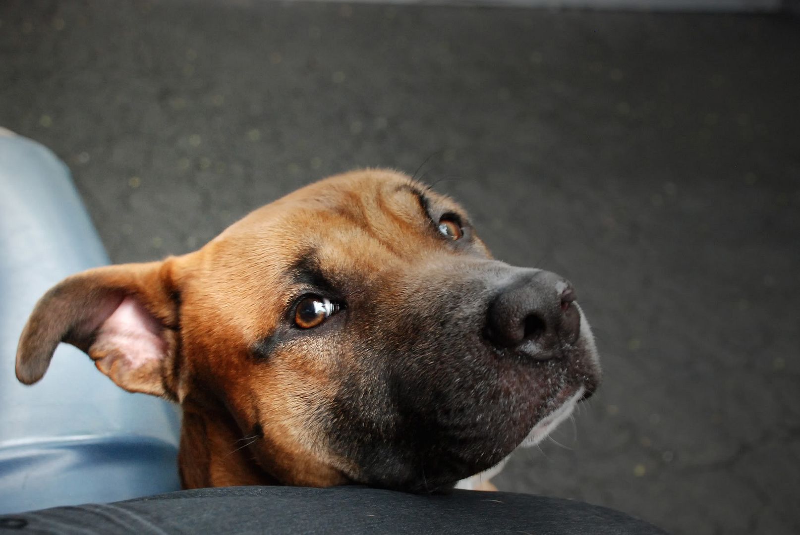 shelter dog