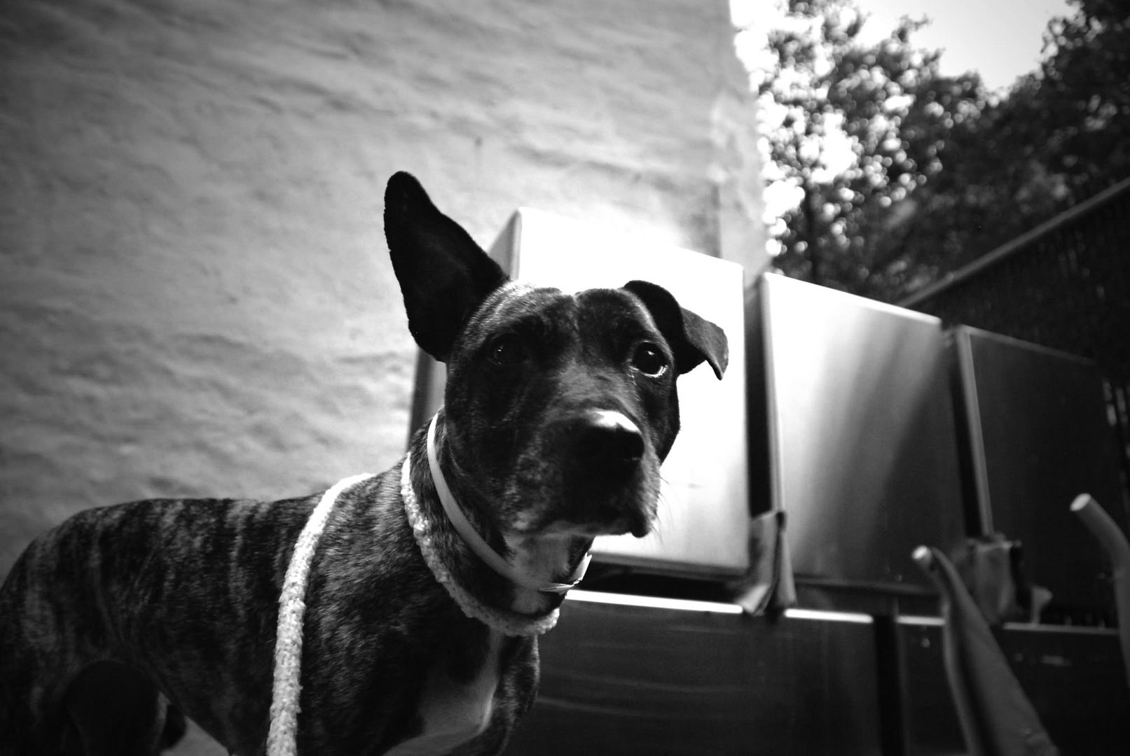 stray dog