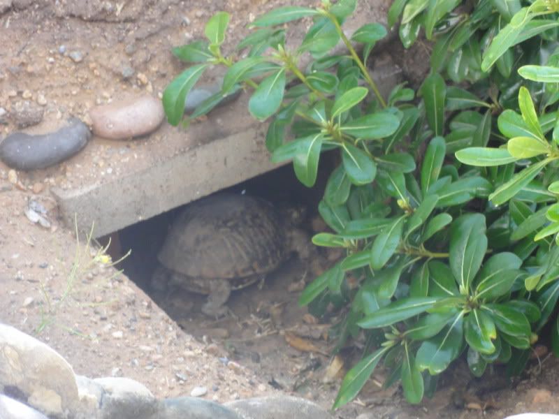 Posted Image