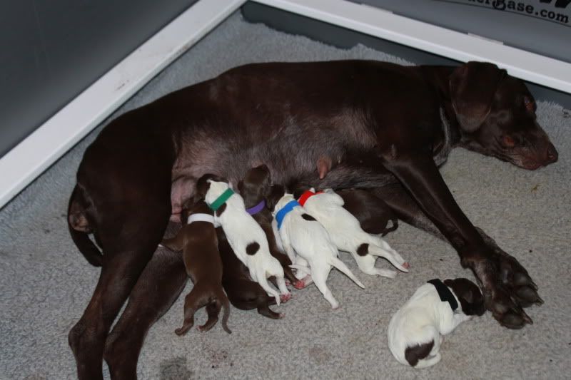 pupsday2016.jpg