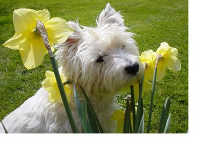 west-highland-terrier.jpg