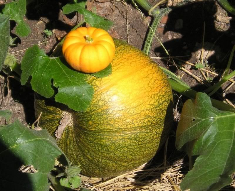 Pumpkins8-17-2010.jpg