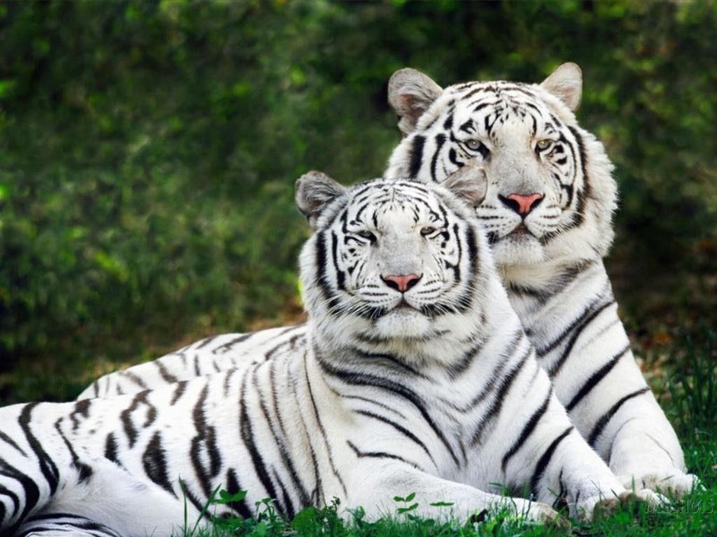 white tiger