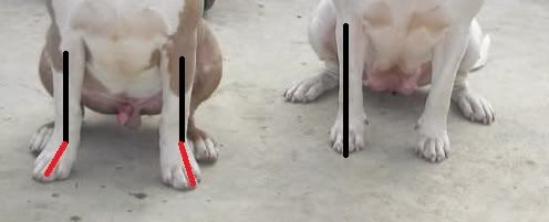 Correct Fronts vs EW and Bullies Bred to the ABKC Standard - Pitbulls