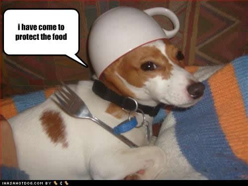 funny-dog-pictures-protect-food.jpg