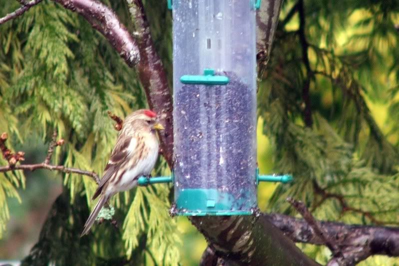 redpoll12thmarch2011.jpg