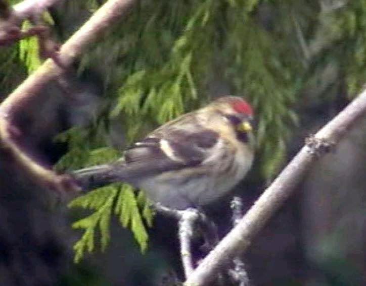 redpoll4thJan2010.jpg