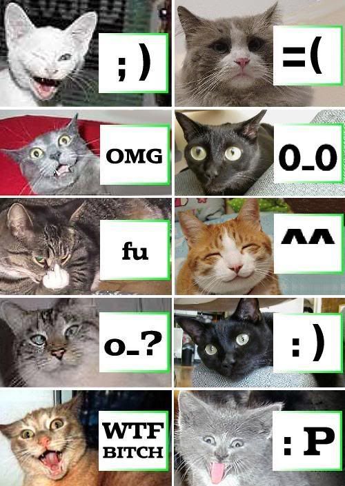 catsmileys.jpg