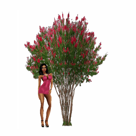  photo CrepeMyrtleTree.png