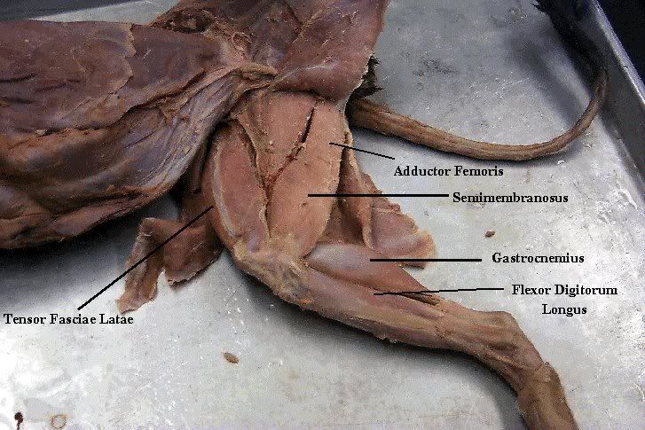 brentbio240: more muscles