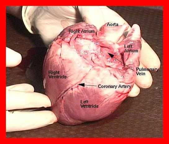 Pig Heart Labeled