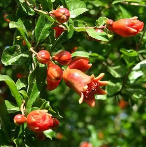 pomegranateflowersandfruits_zpsabbbfd5c.