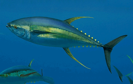 yellowfin-tuna_zps6dyqfuhk.png