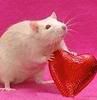 cal08feb.jpg Valentine Rat image by jennlibby