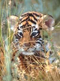 tiger Pictures, Images and Photos