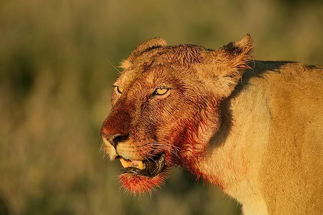 african lion face. Photobucket