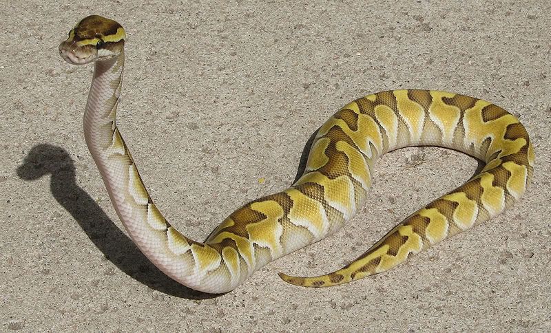 enchilesser4.jpg