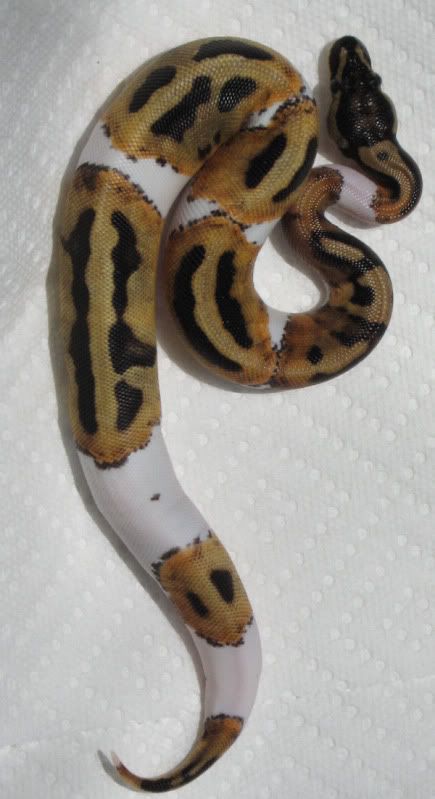 pied031.jpg