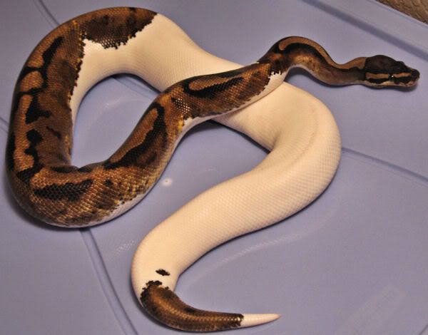 pied3.jpg