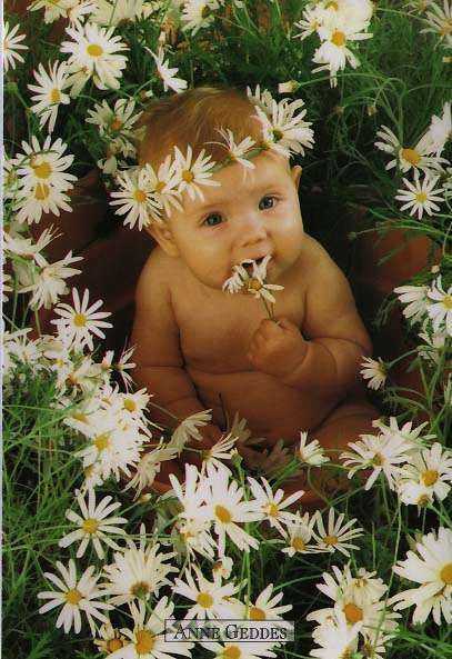 flower baby photo: baby in flower flowerbaby.jpg