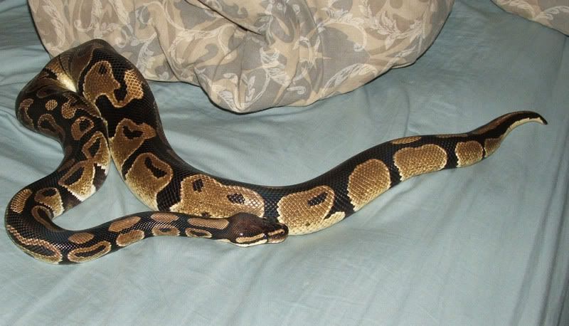 bigpython-craig.jpg