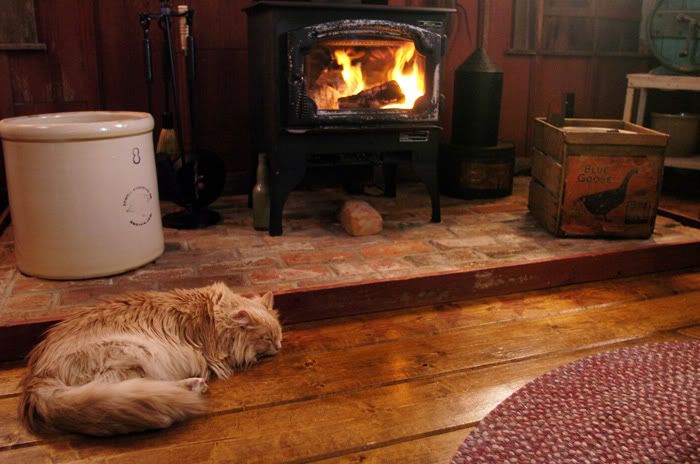 cat in front of fireplace