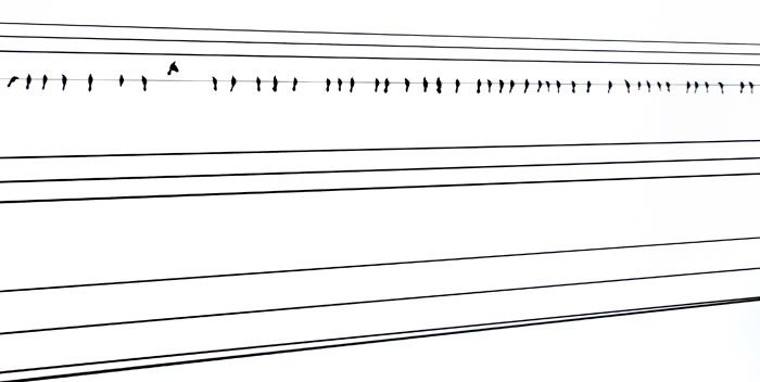 Musical Birds on Wires