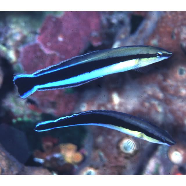 Cleaner Wrasse Fish