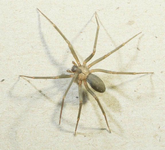 brown recluse spider bite pictures. This is a rown recluse spider or so it says in the email. Brown Recluse Spider. Looks like your ordinary house spider eh. Now kids, don#39;t go and get