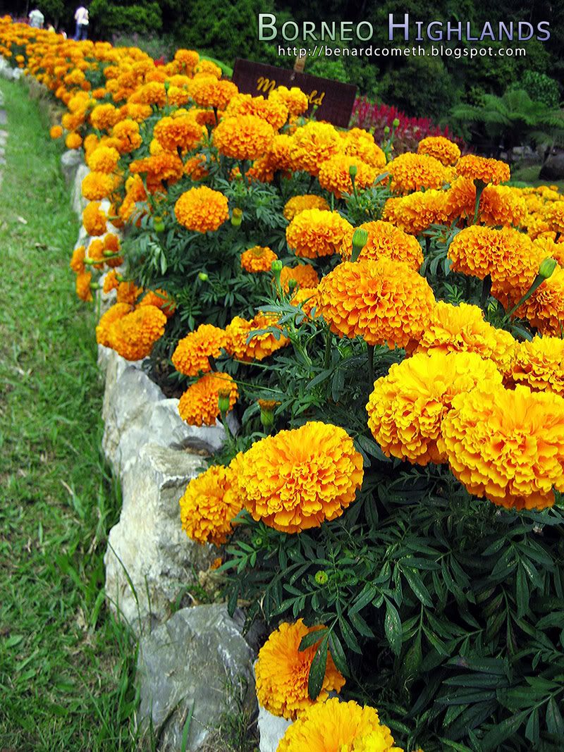marigold garden