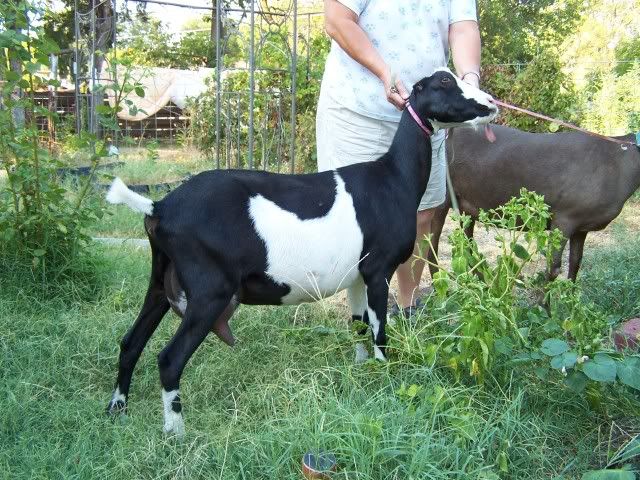 Pics of my babies - Goats