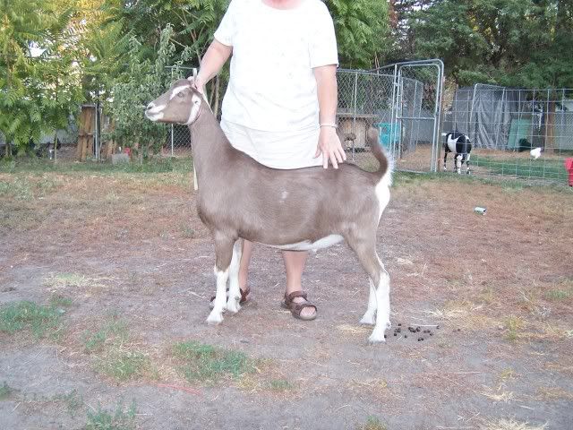 Pics of my babies - Goats