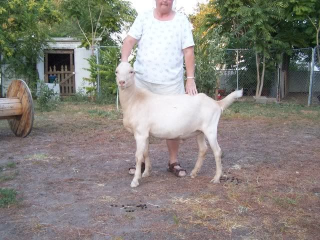 Pics of my babies - Goats