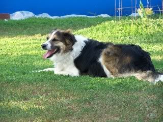 today's kidding - Goats