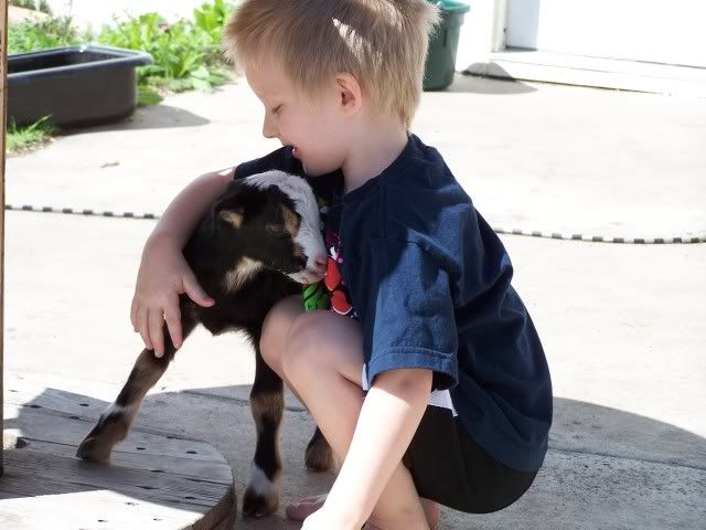 LaMancha/Nubian cross?  Anyone do this? - Goats