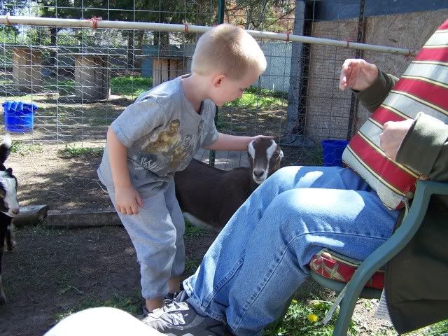 Pics...lots of them - Goats