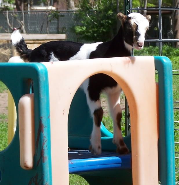 Pics...lots of them - Goats