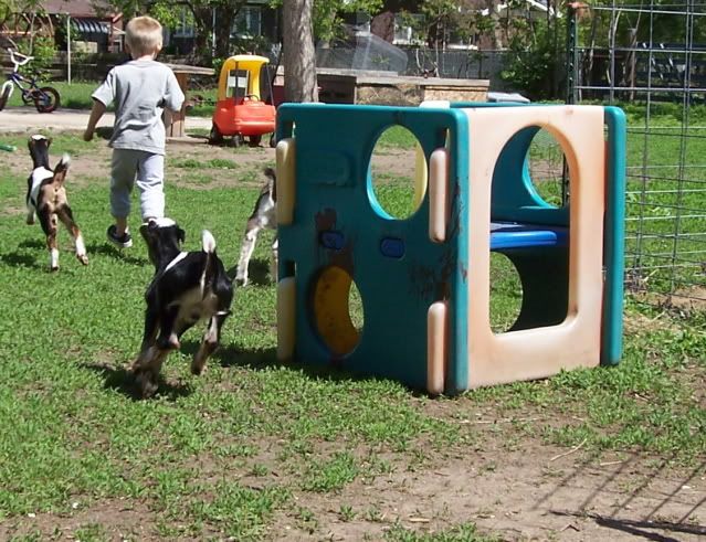 Pics...lots of them - Goats