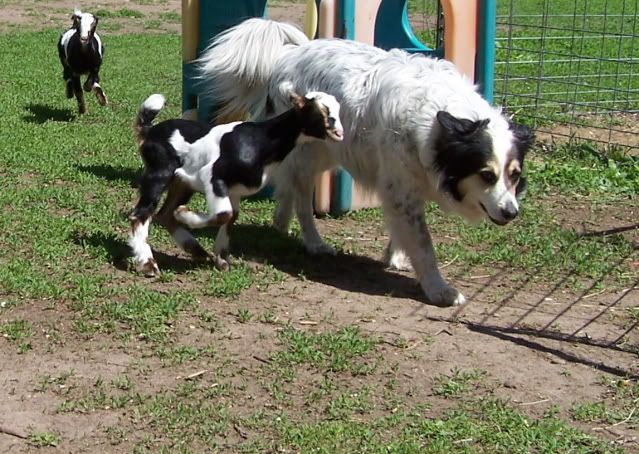 Pics...lots of them - Goats