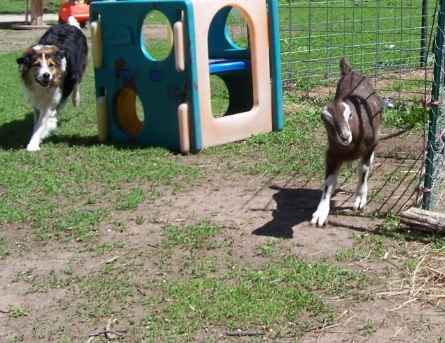 Pics...lots of them - Goats