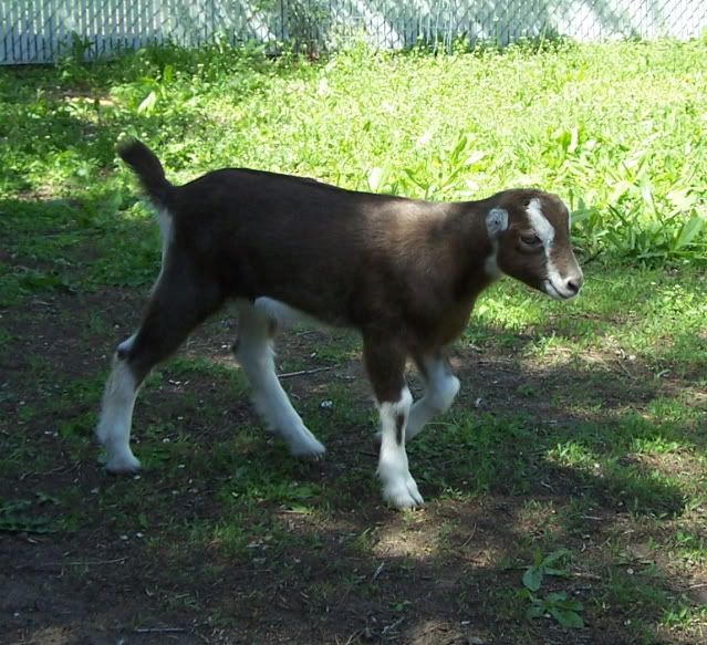 Pics...lots of them - Goats