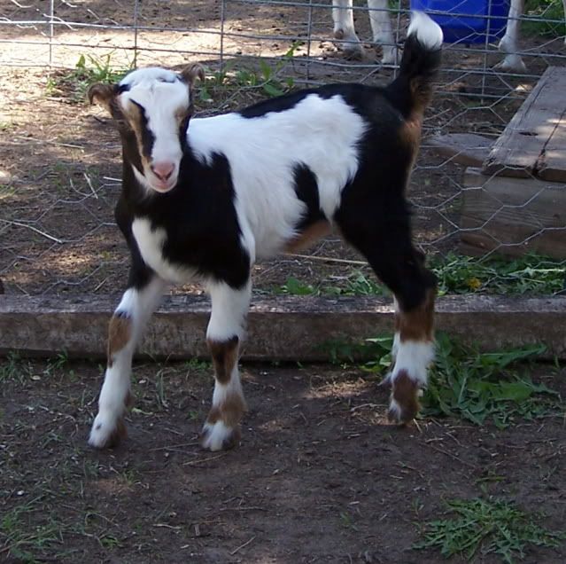 LaMancha/Nubian cross?  Anyone do this? - Goats