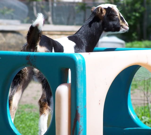 LaMancha/Nubian cross?  Anyone do this? - Goats